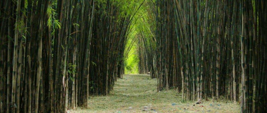 hutan bambu